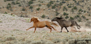MUSTANGS!